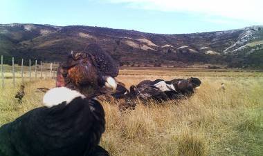 “EL DIA INTERNACIONAL DE LOS BUITRES 2025”