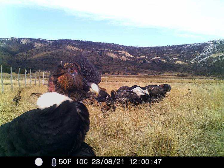 “EL DIA INTERNACIONAL DE LOS BUITRES 2025”